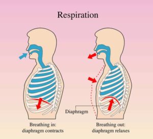 The Benefit of Incorporating Breathwork Into Bodywork Sessions ...